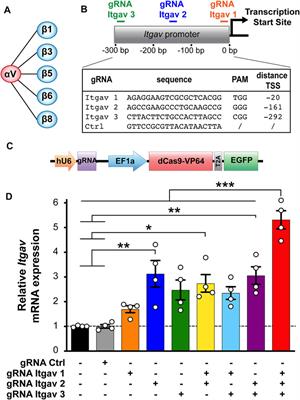 Frontiers | CRISPR-Mediated Activation of αV Integrin Subtypes